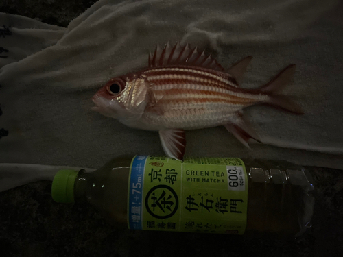 アヤメエビスの釣果