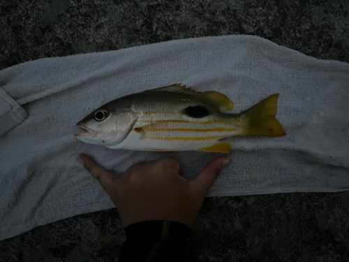 ヤマトビーの釣果