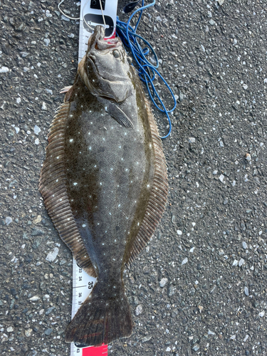 ヒラメの釣果