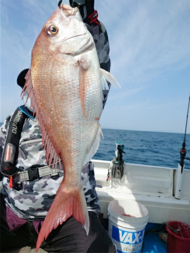 マダイの釣果