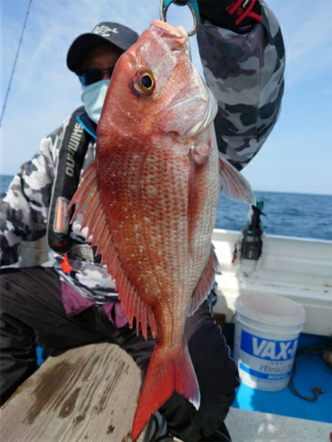 マダイの釣果