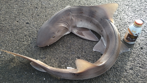 ドチザメの釣果