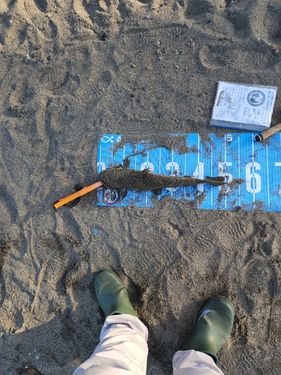 アメリカナマズの釣果