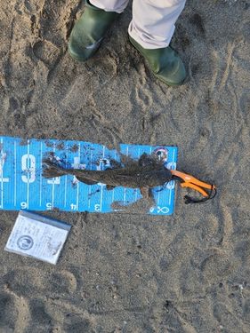 アメリカナマズの釣果