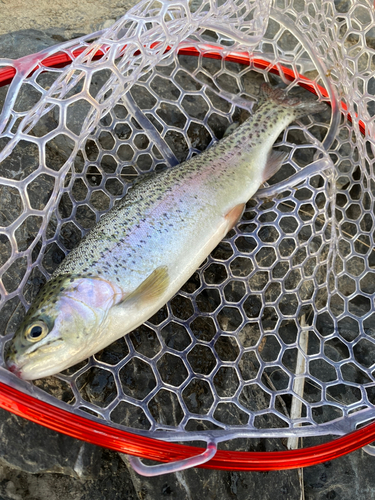 ニジマスの釣果