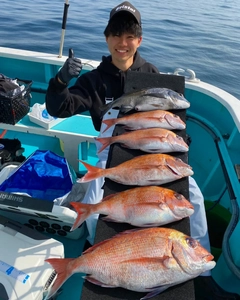 マダイの釣果