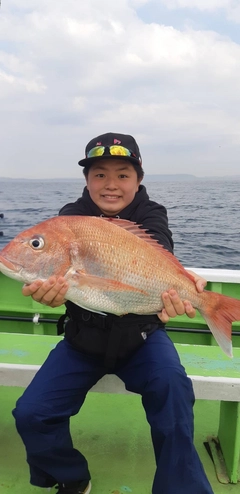 マダイの釣果