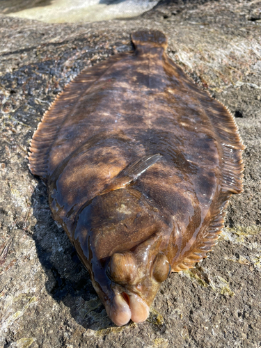 ナメタガレイの釣果