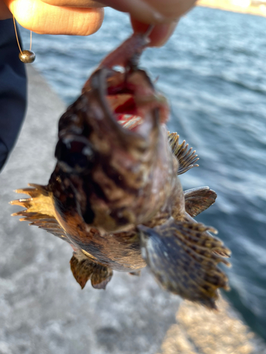 タケノコメバルの釣果