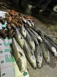 シーバスの釣果