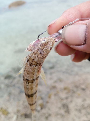 エソの釣果