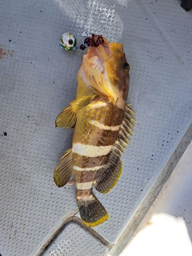 アオハタの釣果