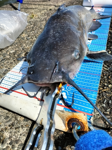 アメリカナマズの釣果