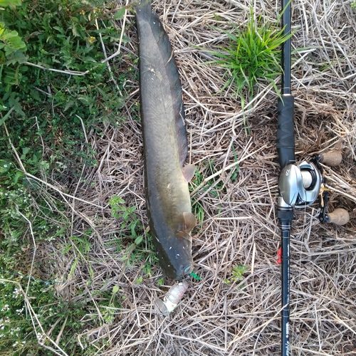 マナマズの釣果