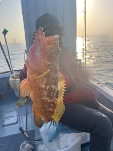 アコウの釣果