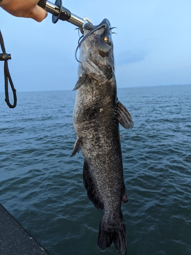 アメリカナマズの釣果