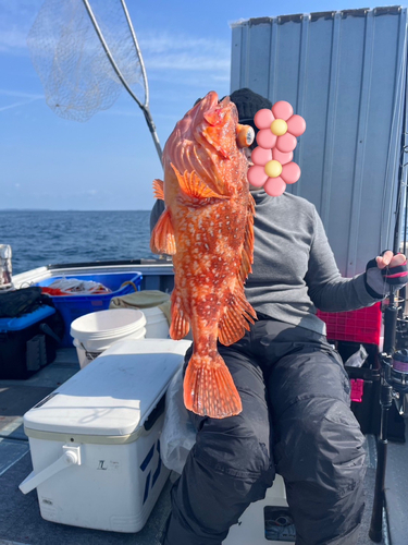 ウッカリカサゴの釣果