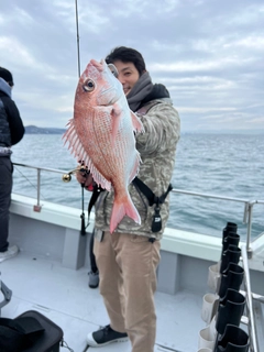 マダイの釣果