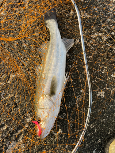 フッコ（マルスズキ）の釣果