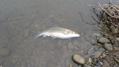 マルタウグイの釣果