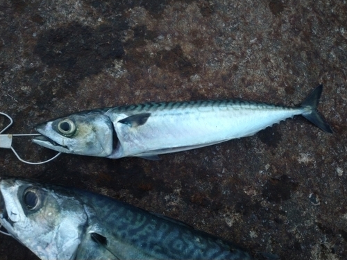 サバの釣果