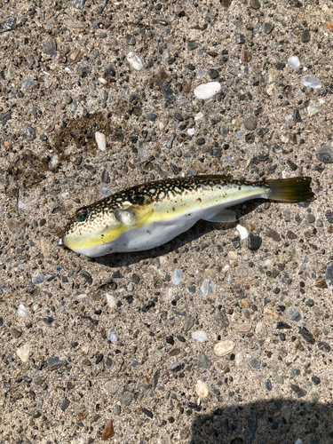 ショウサイフグの釣果