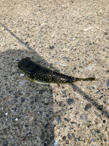 ショウサイフグの釣果