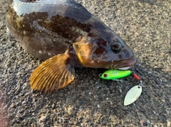 アイナメの釣果