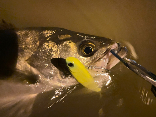 スズキの釣果