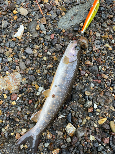 イワナの釣果