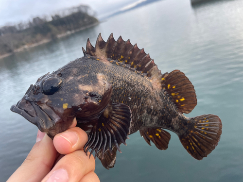 オウゴンムラソイの釣果