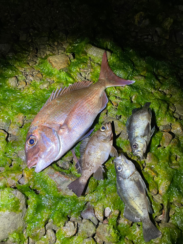 タイの釣果