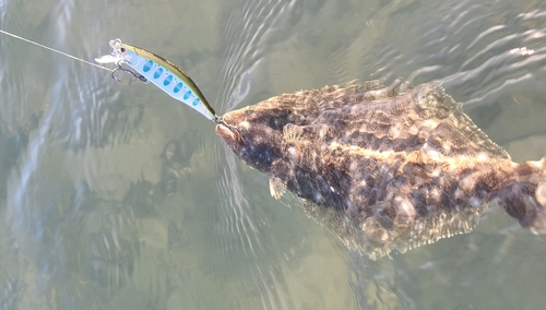 ヒラメの釣果