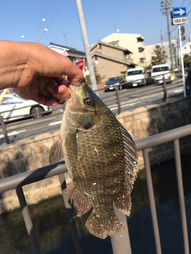 ティラピアの釣果