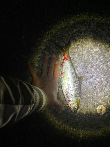 コノシロの釣果