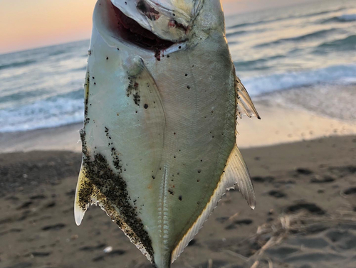 メッキの釣果