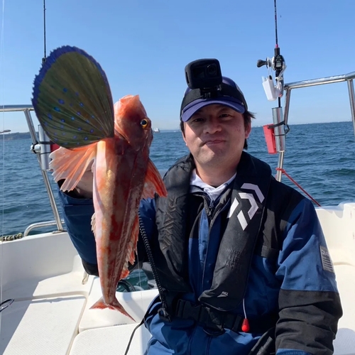 ホウボウの釣果