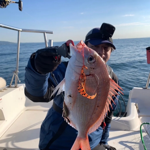 ハナダイの釣果