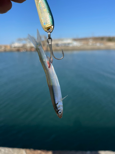 チアユの釣果