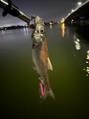 ニゴイの釣果