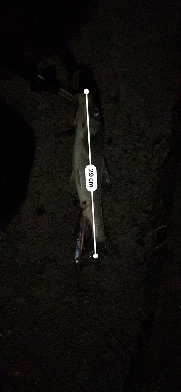 ニゴイ