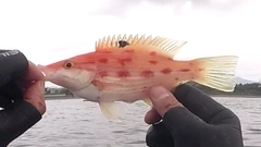 キツネダイの釣果