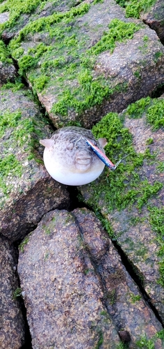 クサフグの釣果