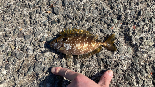 アイゴの釣果