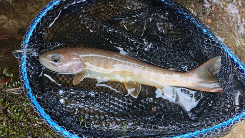 イワナの釣果