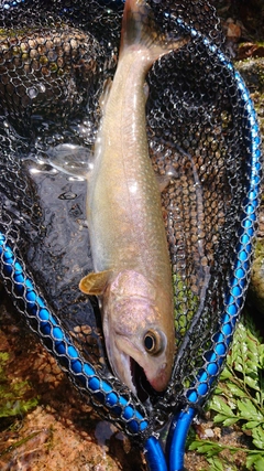 イワナの釣果