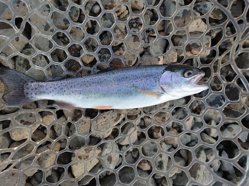 ニジマスの釣果