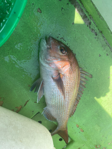 マダイの釣果