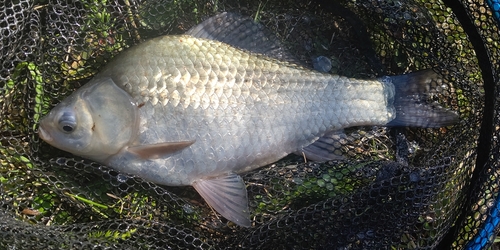 フナの釣果