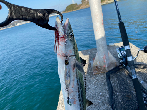 サゴシの釣果